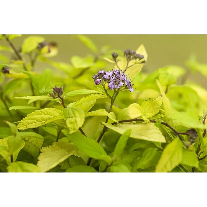 Pflanzen für dich Japanische Prachtspiere 30-40 cm - Spiraea japonica 'Sparkling Champagne', Aktuelle Wuchshöhe: 30 cm - 40 cm - Nahaufnahme einer blühenden Pflanze mit leuchtend chartreusefarbenen Blättern und kleinen lila Blütenbüscheln.