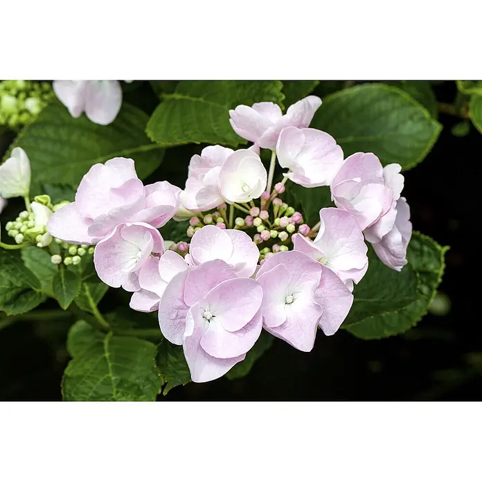 Pflanzen für dich Teller-Hortensie 50-60 cm - Hydrangea macrophylla 'Hovaria® Hobella', Rosa - Nahaufnahme von hellrosa Hortensienblüten mit Knospen zwischen grünen Blättern.