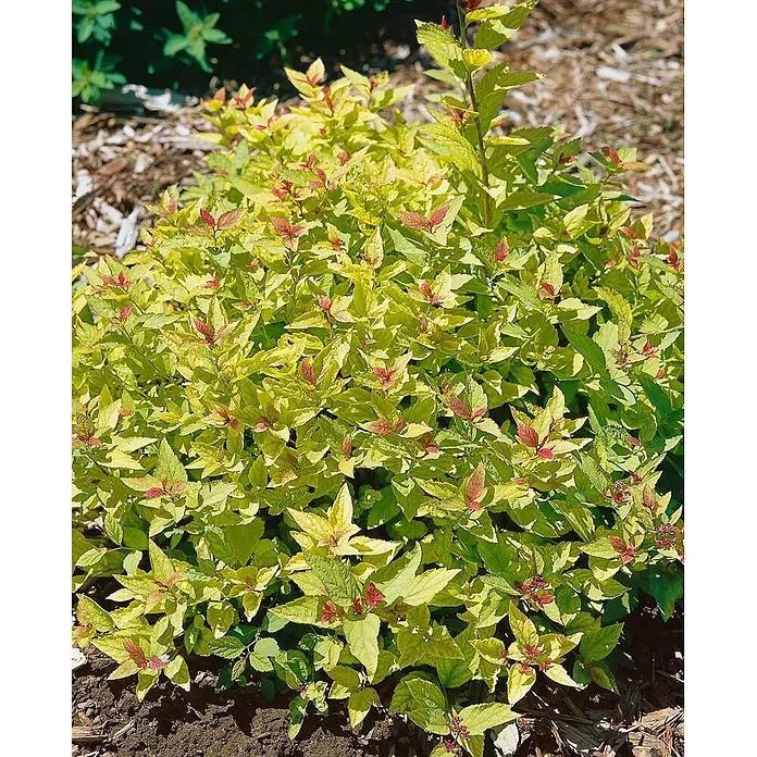 Pflanzen für dich Japanische Prachtspiere 30-40 cm - Spiraea japonica 'Sparkling Champagne', Aktuelle Wuchshöhe: 30 cm - 40 cm - Ein lebhafter Spiraea-Strauch mit hellgrünen Blättern und rötlich-rosa neuen Trieben.