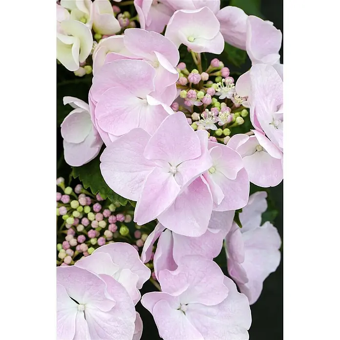 Pflanzen für dich Teller-Hortensie 50-60 cm - Hydrangea macrophylla 'Hovaria® Hobella', Rosa - Hellrosa Hortensienblüten und Knospen.