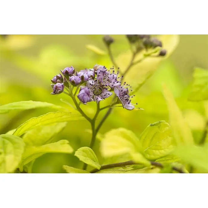 Pflanzen für dich Japanische Prachtspiere 30-40 cm - Spiraea japonica 'Sparkling Champagne', Aktuelle Wuchshöhe: 30 cm - 40 cm - Nahaufnahme kleiner lila Blüten und Knospen an einer Pflanze mit hellen gelbgrünen Blättern.