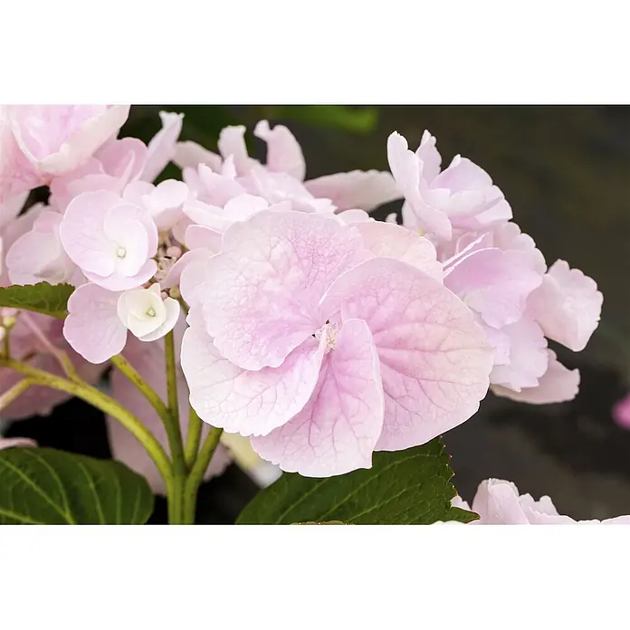Pflanzen für dich Teller-Hortensie 50-60 cm - Hydrangea macrophylla 'Hovaria® Hobella', Rosa - Nahaufnahme von leuchtend rosa Hortensienblüten mit zarten Blütenblättern und sichtbarer Äderung, auf grünen Stielen.