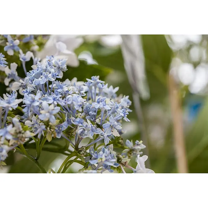 Pflanzen für dich Teller-Hortensie 30-40 cm - Hydrangea macrophylla 'Fireworks White', Weiß - Nahaufnahme einer Gruppe zarter hellblauer Blüten mit kleinen Blütenblättern an grünen Stielen.