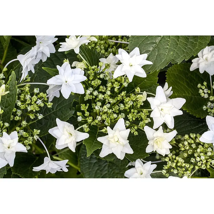 Pflanzen für dich Teller-Hortensie 30-40 cm - Hydrangea macrophylla 'Fireworks White', Weiß - Weiße sternförmige Blüten, grüne Blätter und Knospen in Nahaufnahme.