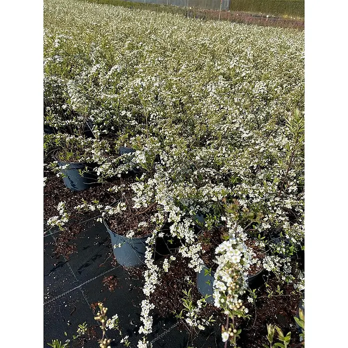 Pflanzen für dich Japanische Prachtspiere 40-60 cm - Spiraea cinerea 'Grefsheim', Aktuelle Wuchshöhe: 40 cm - 60 cm - Feld von Topfsträuchern mit zarten weißen Blüten und grünen Blättern in einer Baumschule.