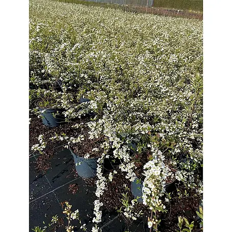 Pflanzen für dich  Japanische Prachtspiere 40-60 cm