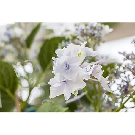 Pflanzen für dich  Teller-Hortensie 30-40 cm