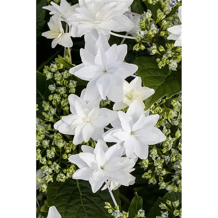 Pflanzen für dich Teller-Hortensie 30-40 cm - Hydrangea macrophylla 'Fireworks White', Weiß - Weiße Tellerhortensienblüten mit frischem Grün und ungeöffneten Knospen.