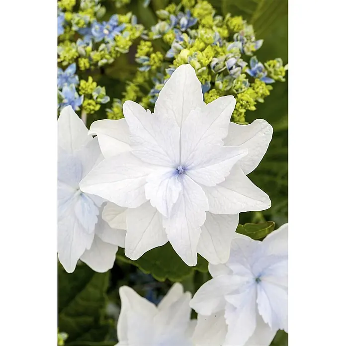 Pflanzen für dich Teller-Hortensie 30-40 cm - Hydrangea macrophylla 'Fireworks White', Weiß - Weiße und hellblaue Tellerhortensienblüten mit unscharfen blauen und lindgrünen Blüten im Hintergrund.