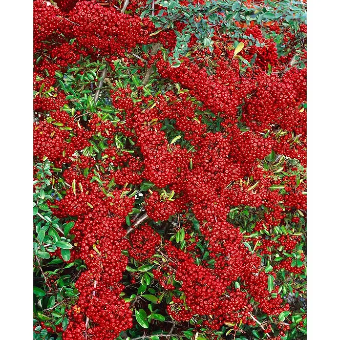 Pflanzen für dich Feuerdorn 100-125 cm - Pyracantha 'Saphyr Rouge', 100 cm - 125 cm, Weiß - Dichte Büschel leuchtend roter Beeren an einem grünblättrigen Strauch.
