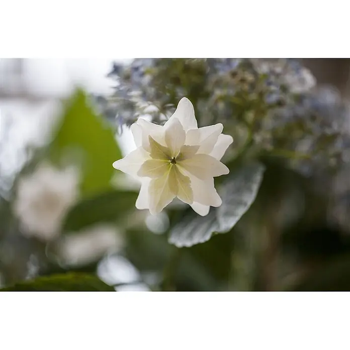 Pflanzen für dich Teller-Hortensie 30-40 cm - Hydrangea macrophylla 'Fireworks White', Weiß - Eine zarte, sternförmige weiße Blüte mit gelb-grüner Mitte.
