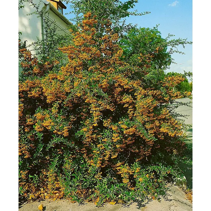 Pflanzen für dich Feuerdorn 100-125 cm - Pyracantha coccinea 'Soleil d'Or', 100 cm - 125 cm, Weiß - Dichter Busch mit leuchtend gelb-orangen Beeren und grünen Blättern im Freien.
