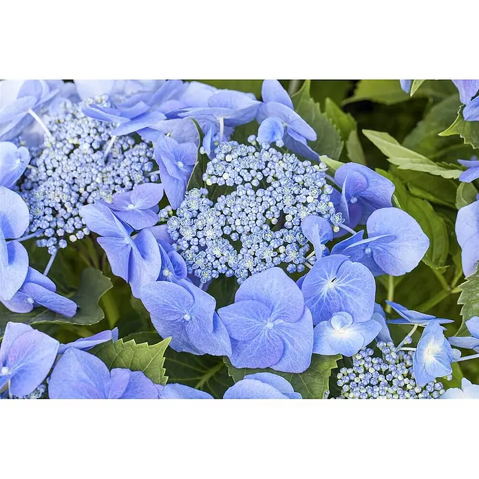 Pflanzen für dich Teller-Hortensie 100-125 cm - Hydrangea macrophylla 'Blaumeise', Blau - Leuchtend blaue Hortensienblüten mit winzigen zentralen Knospen und größeren umgebenden Blütenblättern.