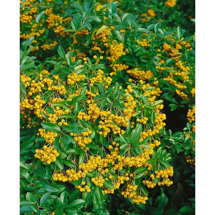 Pflanzen für dich Feuerdorn 100-125 cm - Pyracantha coccinea 'Soleil d'Or', 100 cm - 125 cm, Weiß - Ein dichter Strauch mit leuchtend gelben Beeren und tiefgrünen Blättern.