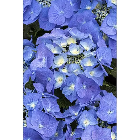 Pflanzen für dich  Teller-Hortensie 125-150 cm