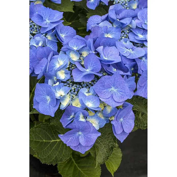 Pflanzen für dich Teller-Hortensie 100-125 cm - Hydrangea macrophylla 'Blaumeise', Blau - Leuchtend blaue Tellerhortensienblüten mit hellgelben Mitten, eingebettet in grünen Blättern.