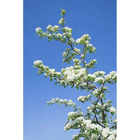 Pflanzen für dich  Feuerdorn 25-40 cm