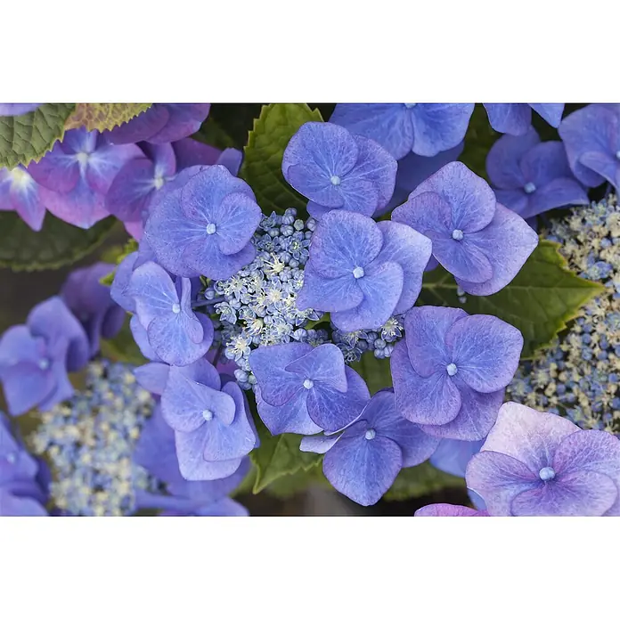 Pflanzen für dich Teller-Hortensie 100-125 cm - Hydrangea macrophylla 'Blaumeise', Blau - Nahaufnahme von blau-violetten Hortensienblüten mit kleinen Knospen in der Mitte.