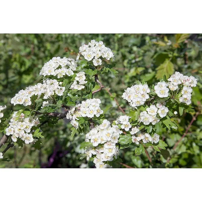 Pflanzen für dich Feuerdorn 25-40 cm - Crataegus monogyna 'Flexuosa', 25 cm - 40 cm, Weiß - Weiße Weißdornblüten mit gelben Zentren und grünen Blättern an einem Ast.