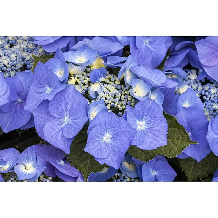 Pflanzen für dich Teller-Hortensie 100-125 cm - Hydrangea macrophylla 'Blaumeise', Blau - Nahaufnahme von leuchtend blauen Hortensienblüten mit weißen und gelben Zentren, umgeben von grünen Blättern und kleinen Knospen.