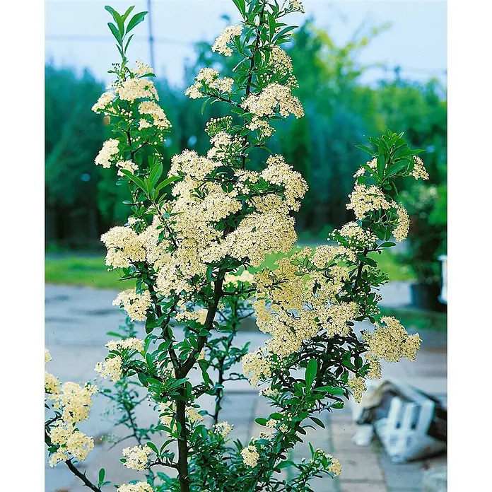 Pflanzen für dich Feuerdorn 60-80 cm - Pyracantha 'Orange Charmer', 60 cm - 80 cm, Weiß - Ein lebendiger Strauch mit Büscheln cremeweißer Blüten und grünen Blättern im Freien.