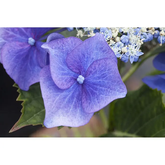 Pflanzen für dich Teller-Hortensie 100-125 cm - Hydrangea macrophylla 'Blaumeise', Blau - Leuchtend blaue und violette Hortensienblüten blühen inmitten grüner Blätter.