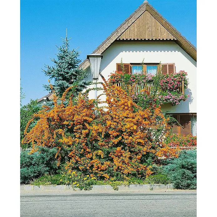 Pflanzen für dich Feuerdorn 60-80 cm - Pyracantha 'Orange Charmer', 60 cm - 80 cm, Weiß - Lebhafter, oranger blühender Strauch im Garten, mit Haus und blumenbewachsenem Balkon im Hintergrund.