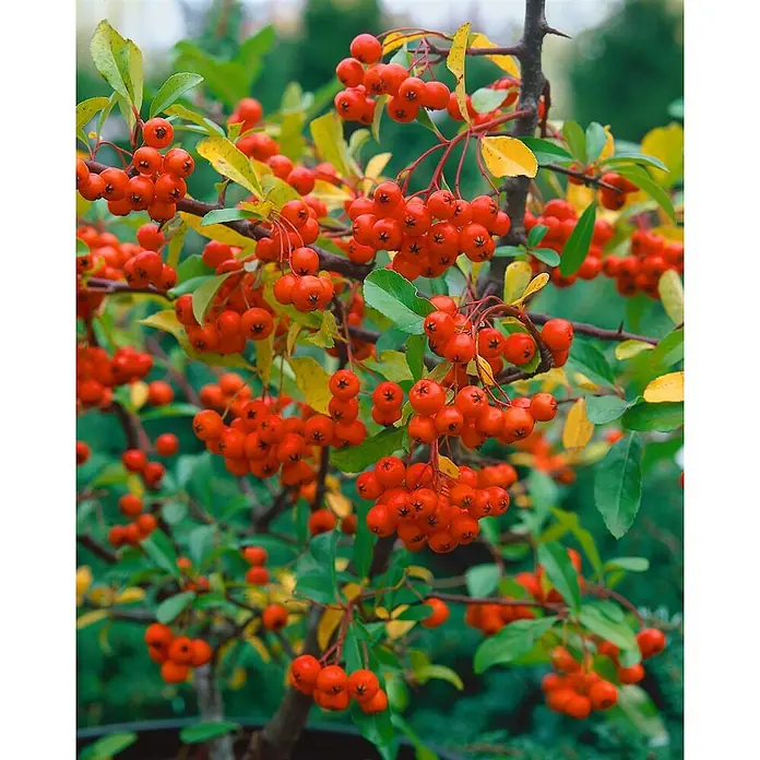 Pflanzen für dich Feuerdorn 60-80 cm - Pyracantha 'Orange Charmer', 60 cm - 80 cm, Weiß - Strauch mit Büscheln kleiner, runder, leuchtend roter Beeren und grün-gelben Blättern.