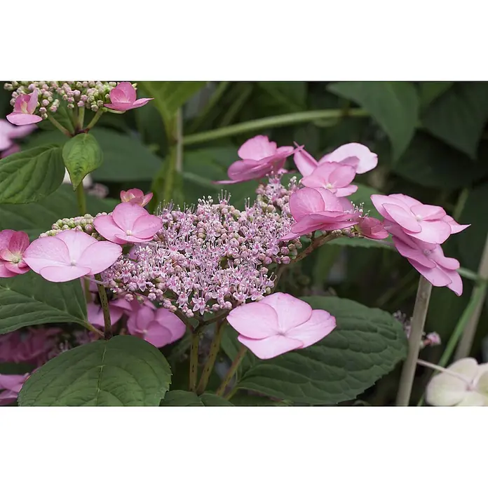 Pflanzen für dich Teller-Hortensie 60-80 cm - Hydrangea serrata 'Rosalba', Mehrfarbig - Leuchtend rosa Tellerhortensienblüten mit breiten äußeren Blütenblättern und einem dichten, komplexen Cluster kleinerer innerer Blüten.