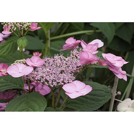 Pflanzen für dich  Teller-Hortensie 40-50 cm