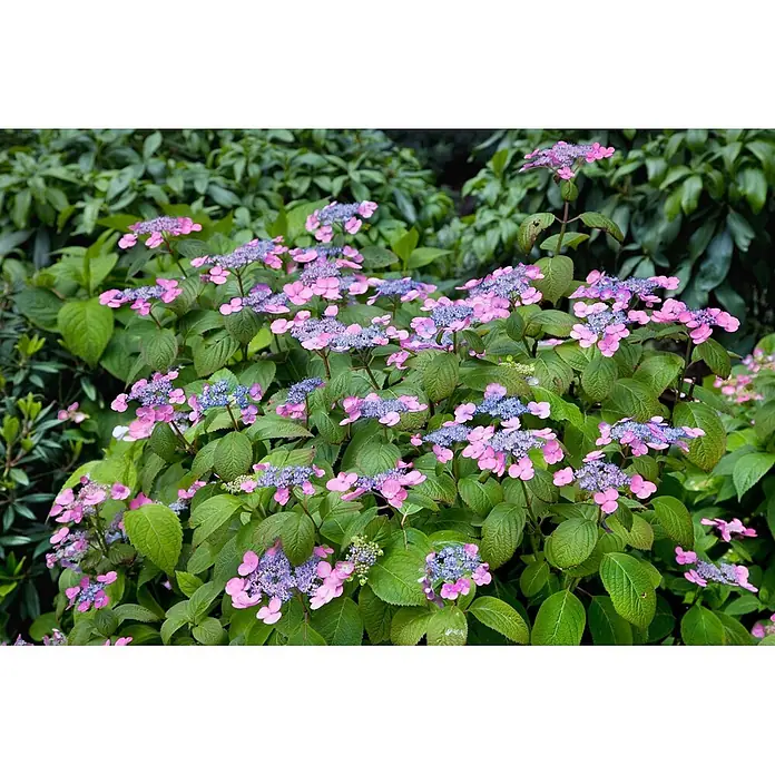 Pflanzen für dich Teller-Hortensie 60-80 cm - Hydrangea serrata 'Rosalba', Mehrfarbig - Ein lebhafter Busch mit rosa und blauen Tellerhortensien und üppigen grünen Blättern.