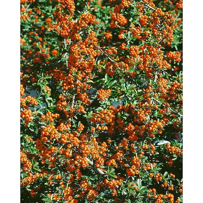 Pflanzen für dich Feuerdorn 80-100 cm - Pyracantha 'Mohave', 80 cm - 100 cm, Weiß - Busch mit zahlreichen hellorangen Beeren und grünen Blättern.