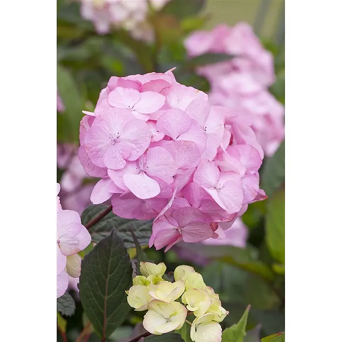 Pflanzen für dich Teller-Hortensie 40-60 cm - Hydrangea serrata 'Preziosa', Rosa - Eine Gruppe leuchtend rosa Hortensienblüten.