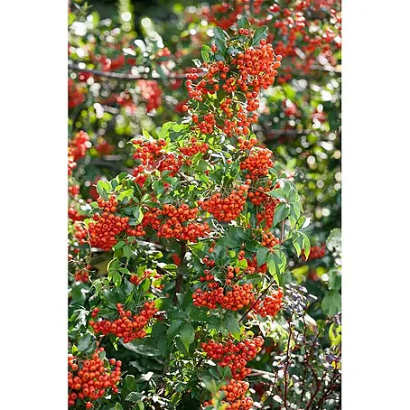 Pflanzen für dich  Feuerdorn 80-100 cm