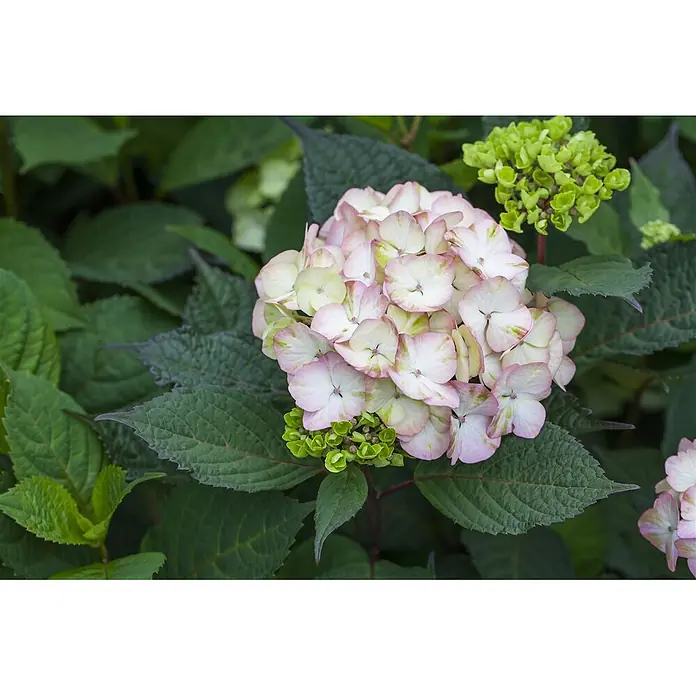 Pflanzen für dich Teller-Hortensie 40-60 cm - Hydrangea serrata 'Preziosa', Rosa - Rosa-weiße Hortensienblüten mit grünen Akzenten, eingebettet in tiefgrüne Blätter.