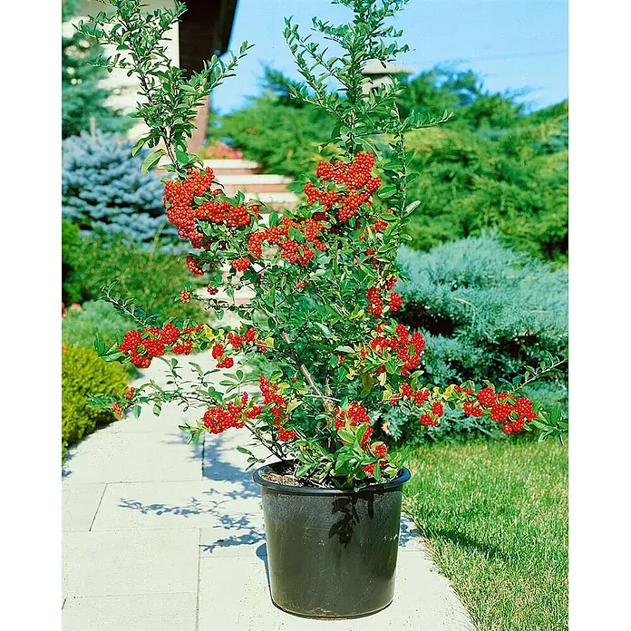 Pflanzen für dich Feuerdorn 80-100 cm - Pyracantha 'Mohave', 80 cm - 100 cm, Weiß - Topfstrauch mit leuchtend roten Beeren und grünen Blättern, im Freien auf einem gepflasterten Weg.