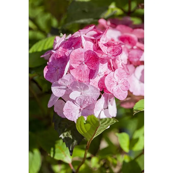 Pflanzen für dich Teller-Hortensie 40-60 cm - Hydrangea serrata 'Preziosa', Rosa - Blütenstand leuchtend pinker Hortensien mit gesprenkelten Blütenblättern, umgeben von grünem Laub.