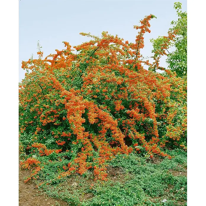 Pflanzen für dich Feuerdorn 40-60 cm - Pyracantha 'Bad Zwischenahn', 40 cm - 60 cm, Weiß - Ein großer, dichter Strauch, übersät mit leuchtend orangefarbenen Beeren und grünen Blättern.