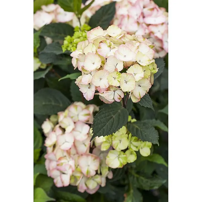 Pflanzen für dich Teller-Hortensie 40-60 cm - Hydrangea serrata 'Preziosa', Rosa - Nahaufnahme von rosa-cremefarbenen Hortensienblüten mit grünen Akzenten und dunkelgrünen Blättern.