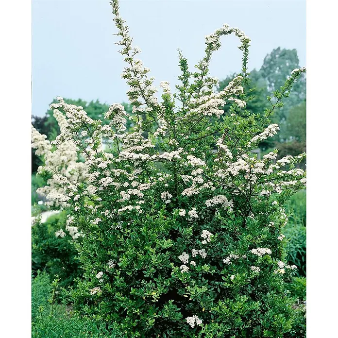Pflanzen für dich Feuerdorn 100-125 cm - Pyracantha coccinea 'Red Column', 100 cm - 125 cm, Weiß - Üppiger grüner Strauch mit vielen kleinen weißen Blüten, der seine Zierfunktion im Garten zeigt.