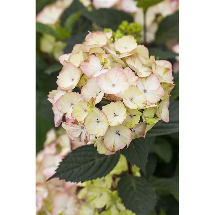 Pflanzen für dich Teller-Hortensie 40-60 cm - Hydrangea serrata 'Preziosa', Rosa - Gruppe hellgelber bis cremefarbener Hortensienblüten mit rosa Rändern und dunkelgrünen Blättern.
