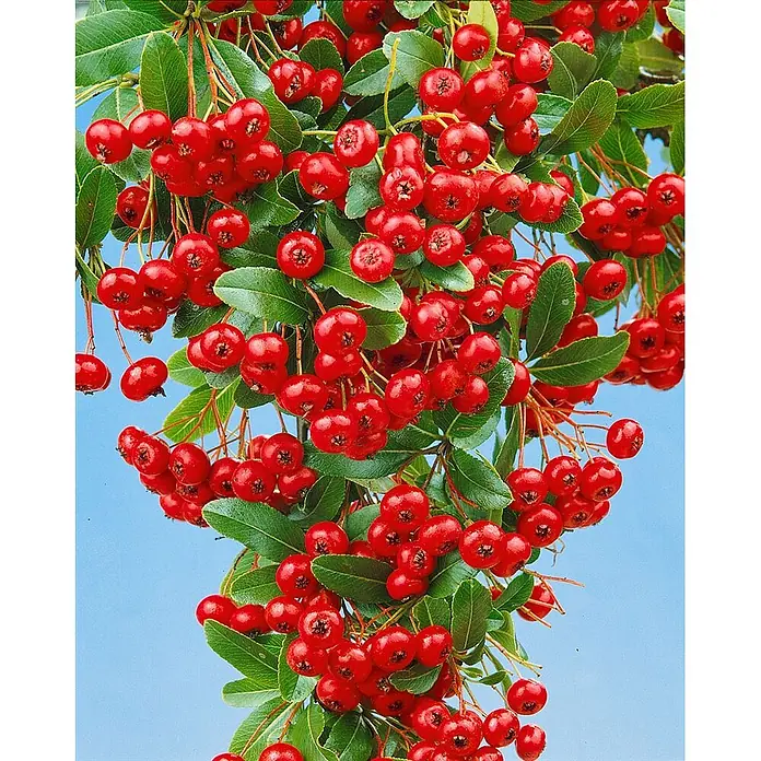 Pflanzen für dich Feuerdorn 100-125 cm - Pyracantha coccinea 'Red Column', 100 cm - 125 cm, Weiß - Leuchtend rote Beeren an grünblättrigen Zweigen vor blauem Himmel.
