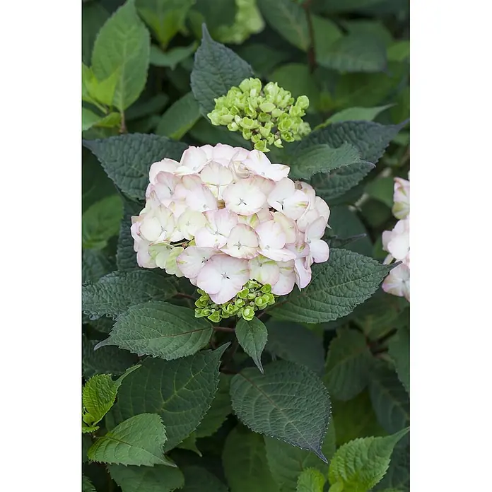 Pflanzen für dich Teller-Hortensie 40-60 cm - Hydrangea serrata 'Preziosa', Rosa - Hellrosa und grüne Hortensienblüte mit dunkelgrünen Blättern und sich entwickelnden Blütenknospen.