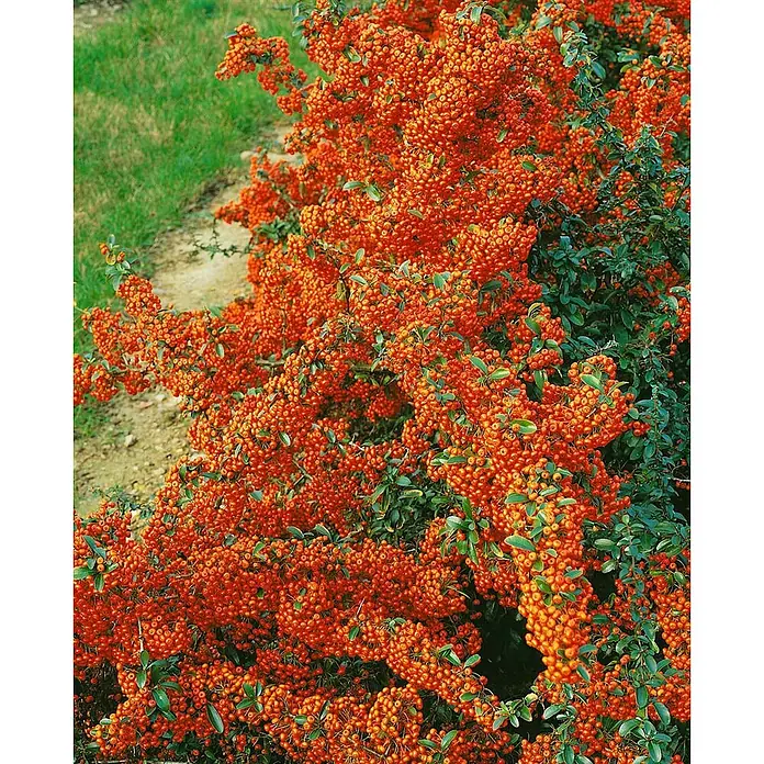 Pflanzen für dich Feuerdorn 40-60 cm - Pyracantha 'Saphyr Orange', 40 cm - 60 cm, Weiß - Strauch mit zahlreichen kleinen, leuchtend orangefarbenen Beeren und grünen Blättern.