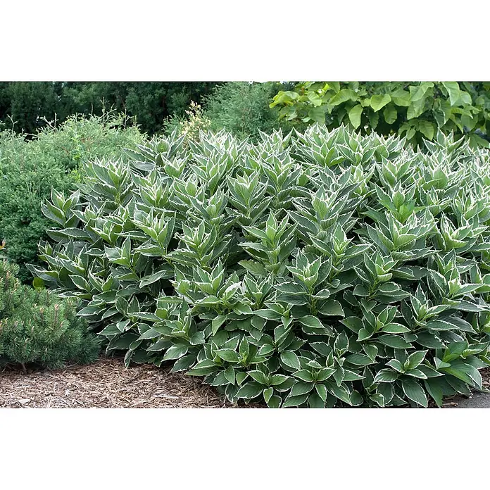 Pflanzen für dich Teller-Hortensie 40-50 cm - Hydrangea macrophylla 'Light-o-Day', Weiß - Ein dichter Strauch mit grünen Blättern und markanten weißen Rändern in einer Gartenanlage.