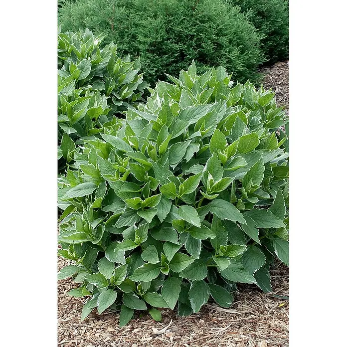 Pflanzen für dich Teller-Hortensie 40-50 cm - Hydrangea macrophylla 'Light-o-Day', Weiß - Üppiger grüner Strauch mit auffälligen weißrandigen, panaschierten Blättern im Garten.