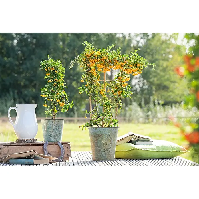 Pflanzen für dich Feuerdorn 60-80 cm - Pyracantha 'Saphyr Jaune', 60 cm - 80 cm, Weiß - Zwei Topfpflanzen mit leuchtend orangen Beeren und grünen Blättern, eine am Spalier, in dekorativen Töpfen.