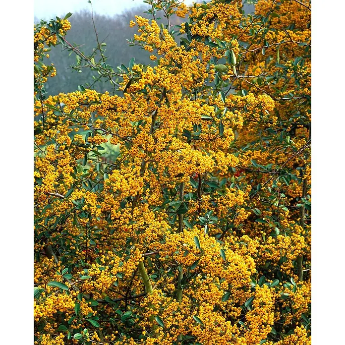 Pflanzen für dich Feuerdorn 60-80 cm - Pyracantha 'Saphyr Jaune', 60 cm - 80 cm, Weiß - Dichter Strauch mit leuchtend gelben Beeren und grünen Blättern, der seine üppige Herbstpracht zeigt.