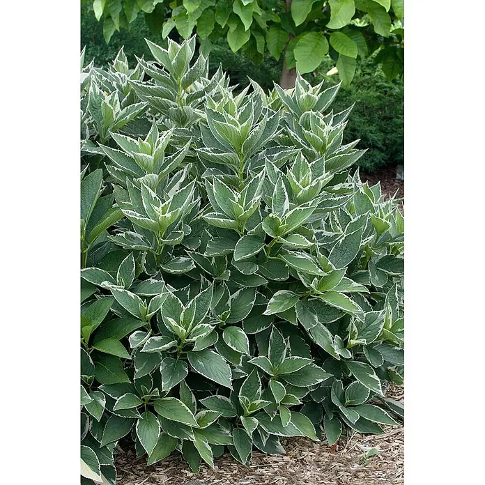 Pflanzen für dich Teller-Hortensie 40-50 cm - Hydrangea macrophylla 'Light-o-Day', Weiß - Dichter Zierstrauch mit auffälligen grün-weiß panaschierten Blättern.