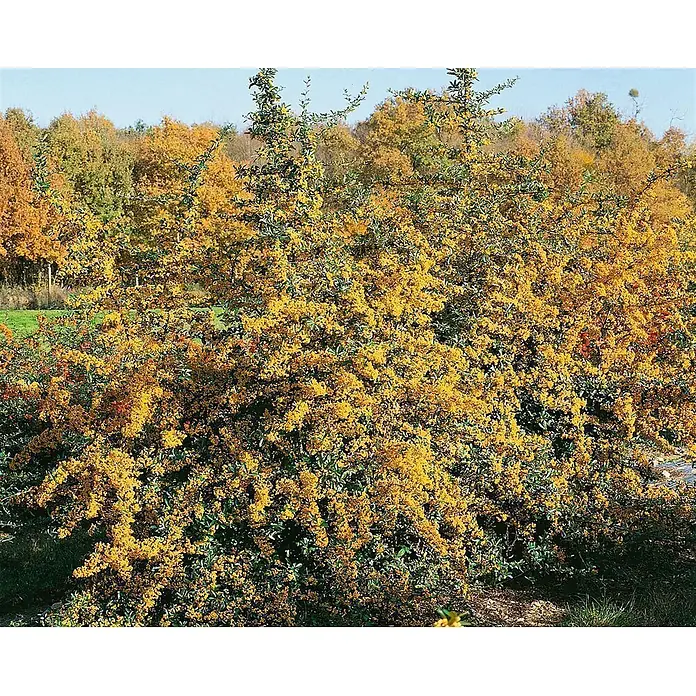 Pflanzen für dich Feuerdorn 60-80 cm - Pyracantha 'Saphyr Jaune', 60 cm - 80 cm, Weiß - Großer Strauch mit leuchtend gelben Blüten und grünen Blättern vor einem Herbstwald.